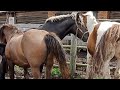 Everyday life of our stallion and horses ।  Encontro de cavalos