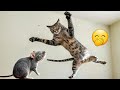 Trending Funny Animals 2024😽Funniest Dogs and Cats😸#6