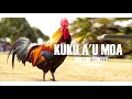 kuku a'u moa KFC - Dr  Fontee (HQ Audio 2019)