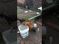chicken fighting