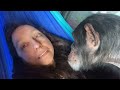 Gentle Chimpanzee Grooming