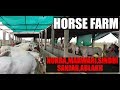 Tour of Horse farm at Gujarat India