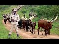 MILLIONAIRE ANKOLE COW FARMING BUSINESS IN UGANDA | AMAZING!!