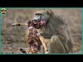Baboons And Chimps Eating Other Animals