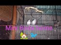 Ajj Mamu k Mini Birds house gea daily vlogs 😎