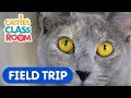 Learn How To Care For Pets! | Caitie's Classroom Field Trip | Animal Video for Kids