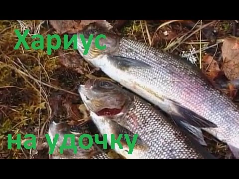 ловля хариуса на блесну в красноярске ловля хариуса на блесну в красноярске