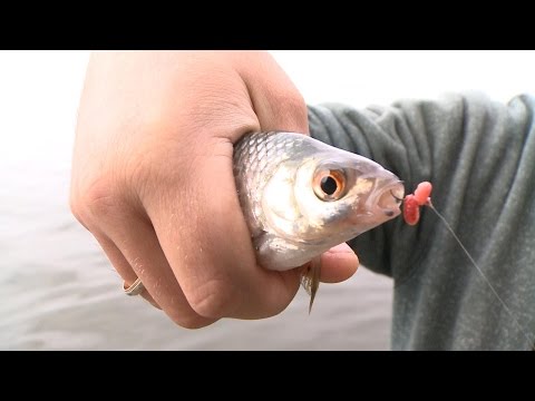 профессиональная ловля уклейки профессиональная ловля уклейки