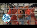 Peter Rabbit - The Great Squirrel Rescue Mission | Cartoons for Kids