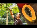 How to Grow Papaya at Home from Seed