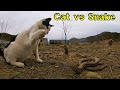 #108. Cats who do not like to hunt fight viper. (# snake)