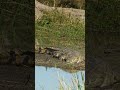 Kruger Sun Worshipper: Crocodile Takes a Relaxing Break!