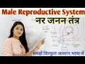 Male Reproductive System | नर जनन तंत्र | Male reproductive system Anatomy and physiology