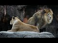 friendly lion couple　仲睦まじい百獣の王ライオンの夫婦！喧嘩はダメ絶対！