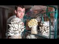 How to grow mushrooms at home - Full process day 1 to 60