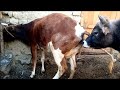 Bull and cow Amazing ||Yak VS Cow||