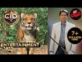 CID Entertainment | CID | जंगल के आतंकी Tiger से हुआ Team CID का सामना!