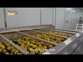 Mango Fruit Process