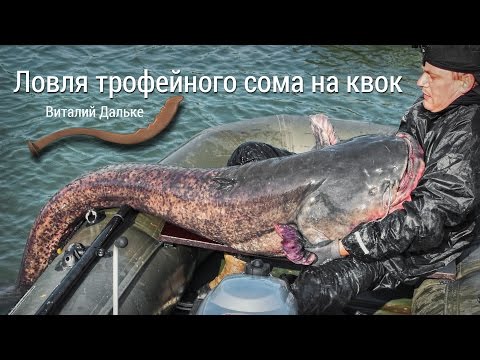 ловля сома на квок с эхолотом видео ловля сома на квок с эхолотом видео