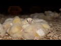 The Life of a Broiler Chicken