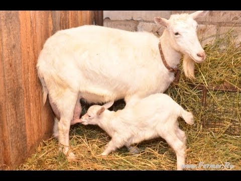 Уход за домашними козлятами Уход за домашними козлятами