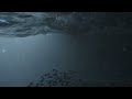 Deep Sea Fish 🌊- Thalassophobia Animation 🌊