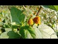 Plants & Grass || Electric Daisy || Yellow Nuts edge || vlog- 51 || Srilekhas Vlog