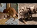 Dog Mating Dance