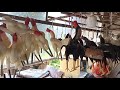 Cara Membuat Proses Boneka Ayam Untul | Boneka Aduan Melatih Fisik Ayam Jago