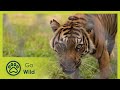 Download Sumatras Last Tigers - The Secrets of Nature mp4 3gp mp3 videos - waplic
