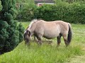 This is a haflinger, pony and a horse. Do you know the difference?