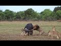 Battle of the Big Five – how many lions does it take to bring down a buffalo?