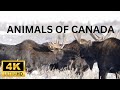 Exploring The Amazing Wildlife Of Canada