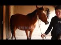 New video about the life horses #1 / Конi Vagavozi #2024
