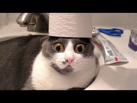 😁 Funniest 😻 Cats and 🐶 Dogs Awesome Funny Pet Animals Life Video 😇