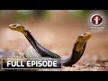 I-Witness: ‘Cobra Hunters’, dokumentaryo ni Kara David | Full Episode