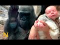 Gorilla Mother Admires Human Baby - Shows her own Family