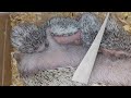 Mama Landak Mini sedang Menyusui Baby Landak | Baby Hoglet #hoglets #landakmini #landak #hedgehog