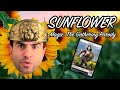 Sunflower (MTG Parody)
