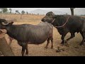 How To Pada Buffalo Mating Season Video 2024