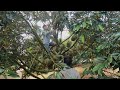 Vietnamese durian has entered the harvest season p3