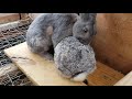 how to mate your rabbits, what do you do if the female won't lift