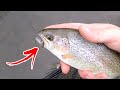 PA Dry Fly/Streamer Fishing (SURPRISE Catch!)