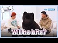 Will he bite? [Dogs Are Incredible : EP.217-1] | KBS WORLD TV 240430