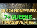 MASSIVE  Beehive Found With 7 Queens and 10 Lbs of Bees !!!!