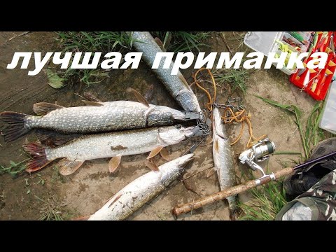 ловля воблы осенью ловля воблы осенью