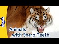 Siberian Tiger, Hippopotamus, Alligator, Beaver, Hammerhead Shark, Nile Crocodile | Little Fox