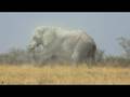 Huge bull elephant in Etosha National Park