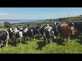 Hilarious video shows cows completely mesmerized by traditional Irish music