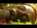Skull Found In The Woods | Lake Placid | Now Scaring